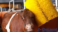 Brosses Delaval